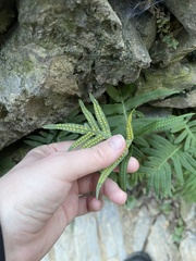 Polypodium cambricum
