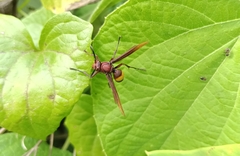 Polistes sagittarius
