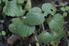 Lamium