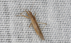 Nabis kinbergii