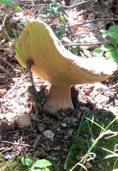 Boletus edulis