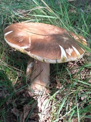 Boletus edulis