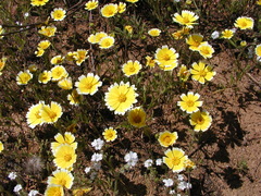 Layia platyglossa