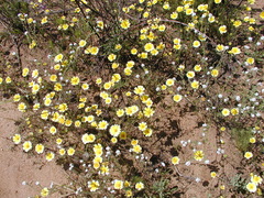 Layia platyglossa