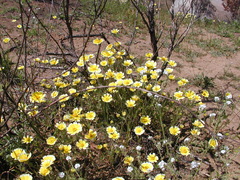 Layia platyglossa