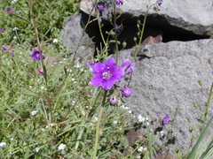Phacelia parryi