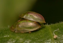 Cassida vittata