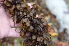Sargassum