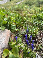 Gentianopsis thermalis