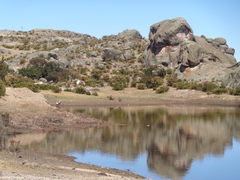 Oressochen melanopterus