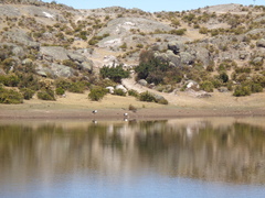 Oressochen melanopterus