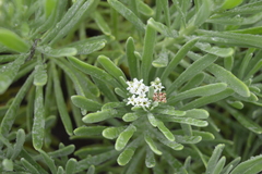 Tournefortia gnaphalodes