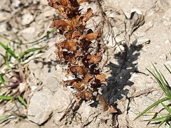 Orobanche cernua