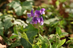 Lathyrus laxiflorus
