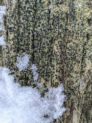 Bacidia schweinitzii