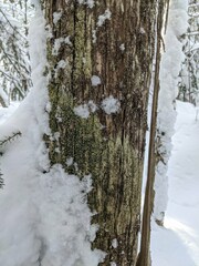 Bacidia schweinitzii