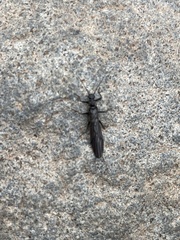 Plecoptera