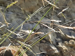Stipa caragana