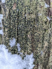 Bacidia schweinitzii