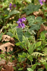 Lathyrus laxiflorus
