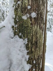 Bacidia schweinitzii