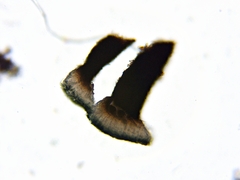 Bacidia schweinitzii