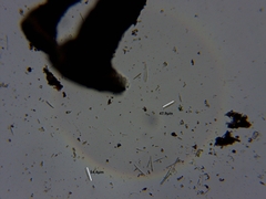 Bacidia schweinitzii