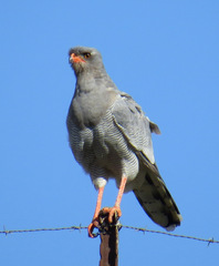 Melierax canorus canorus