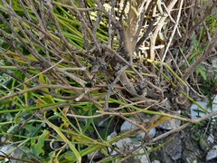 Matthiola daghestanica