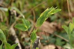 Lathyrus laxiflorus