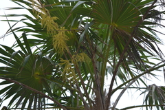 Thrinax radiata