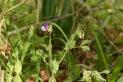 Lathyrus laxiflorus