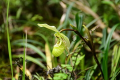 Phragmipedium pearcei