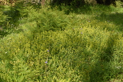 Cruciata laevipes