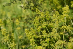 Cruciata laevipes