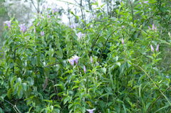 Cryptostegia grandiflora