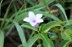 Cryptostegia grandiflora