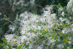 Clematis drummondii