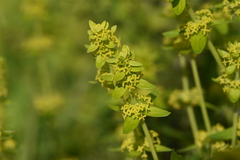 Cruciata laevipes