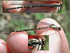 Chromagrion conditum