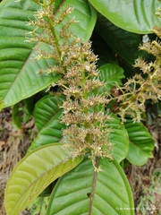 Miconia trinervia