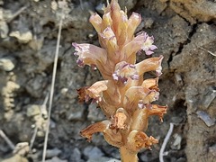 Orobanche cernua