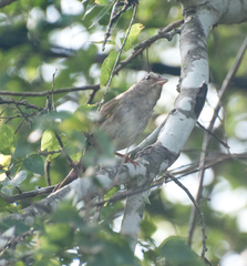 Arremonops rufivirgatus