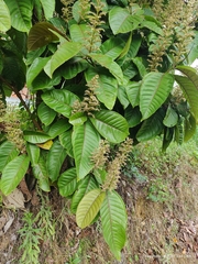 Miconia trinervia