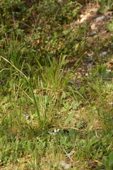 Anthoxanthum odoratum