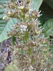 Miconia trinervia