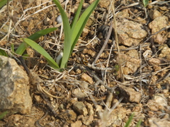 Eurydema gebleri