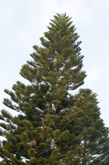 Eutacta