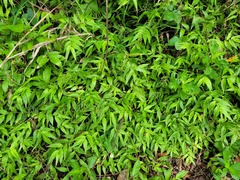 Ichnanthus pallens