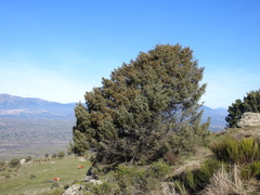 Juniperus oxycedrus